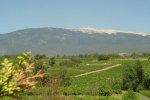 mont ventoux wijngaarden vakantiehuis.jpg